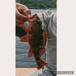 青物爆釣❗その2 何故こんなに釣れる‼️